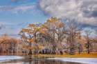 Bald cypress trees in autumn Caddo Lake-Uncertain-Texas Art Print
